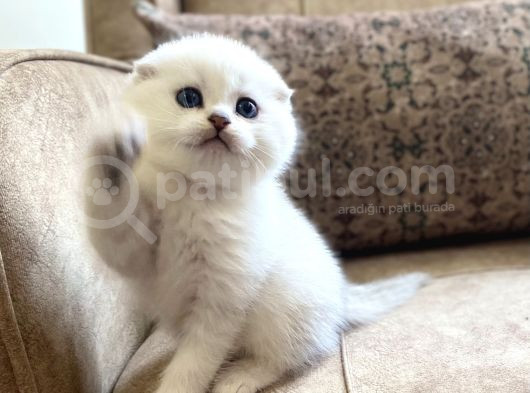 Full Şecereli Anne Babanın Scottish Fold Shorthair Bebeği görsel