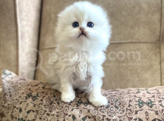 Irk Garantili Scottish Fold Longhair Silver Bebeğimiz görsel