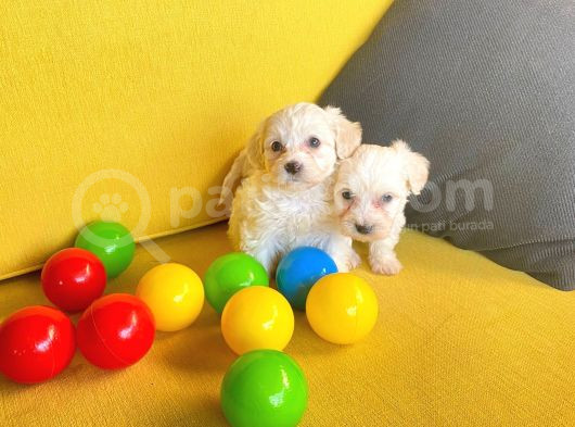 A Kalite Maltese Terrier Yavrularımız görsel