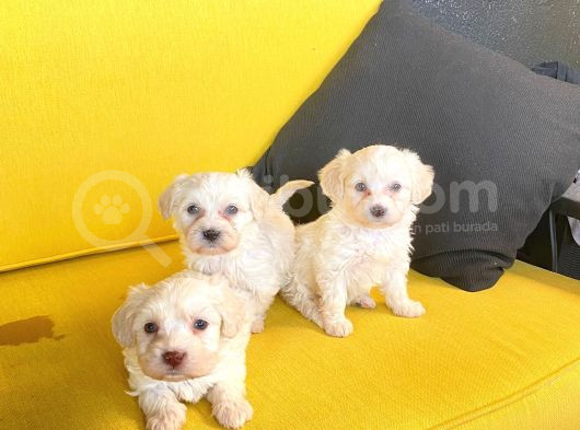 A Kalite Maltese Terrier Yavrularımız görsel