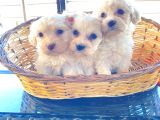 A kalite Maltese terrier yavrularımız