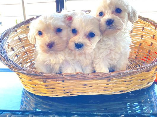 A Kalite Maltese Terrier Yavrularımız