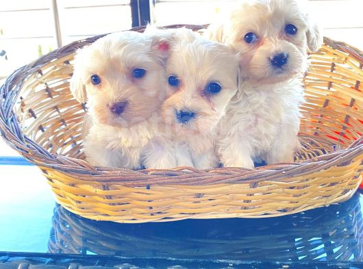 A Kalite Maltese Terrier Yavrularımız görsel