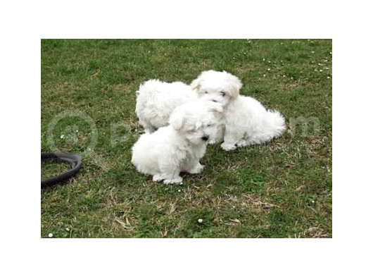 Topaç Gibi Maltese Bebeklerimiz görsel