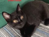 BABA SCOTTISH FOLD ANNE SİYAM -ERKEK- KIZ YAVRULARI