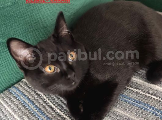 Baba Scottish Fold Anne Si̇yam -Erkek- Kiz Yavrulari