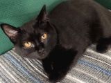 Baba Scottish Fold Anne Si̇yam -Erkek- Kiz Yavrulari