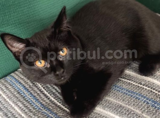 Baba Scottish Fold Anne Si̇yam -Erkek- Kiz Yavrulari görsel