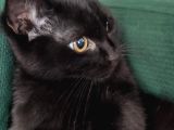 Baba Scottish Fold Anne Si̇yam -Erkek- Kiz Yavrulari