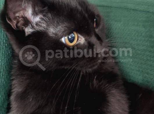 Baba Scottish Fold Anne Si̇yam -Erkek- Kiz Yavrulari görsel