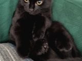 Baba Scottish Fold Anne Si̇yam -Erkek- Kiz Yavrulari