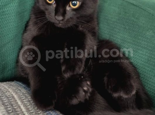 Baba Scottish Fold Anne Si̇yam -Erkek- Kiz Yavrulari görsel