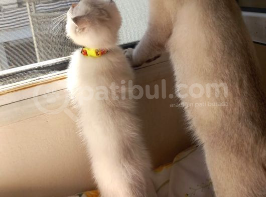 3 Aylık Yavrumuz görsel