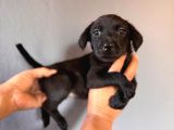 Mükemmel Kalitede Labrador Bebeklerimiz Için Acele Edin