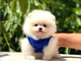 Pomerrian boo yavrularımız Sevimli Yavrular