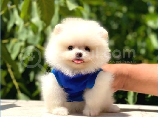 Pomerrian Boo Yavrularımız Sevimli Yavrular