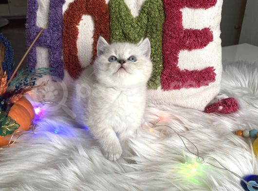 Kaliteli Ayı Surat Sağlıklı görsel