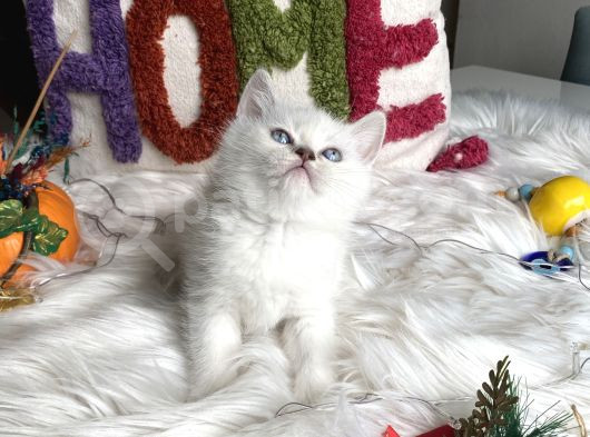 Kaliteli Ayı Surat Sağlıklı görsel