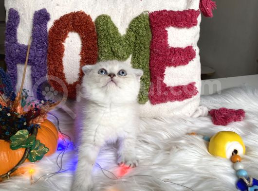 Kaliteli Ayı Surat Sağlıklı görsel