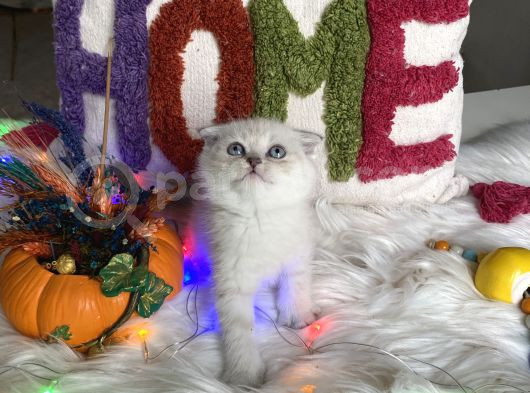 Kaliteli Ayı Surat Sağlıklı görsel