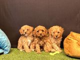 Sevimli Toy Poodle Yavru Köpeklerimiz