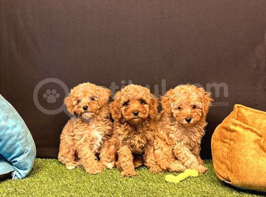 Sevimli Toy Poodle Yavru Köpeklerimiz görsel