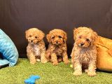 Sevimli Toy Poodle Yavru Köpeklerimiz