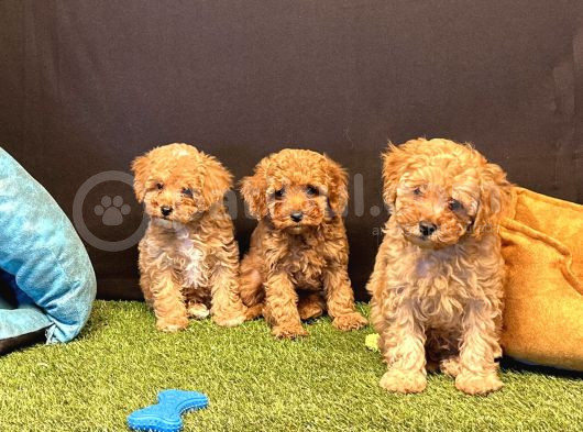 Sevimli Toy Poodle Yavru Köpeklerimiz görsel