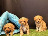Sevimli Toy Poodle Yavru Köpeklerimiz