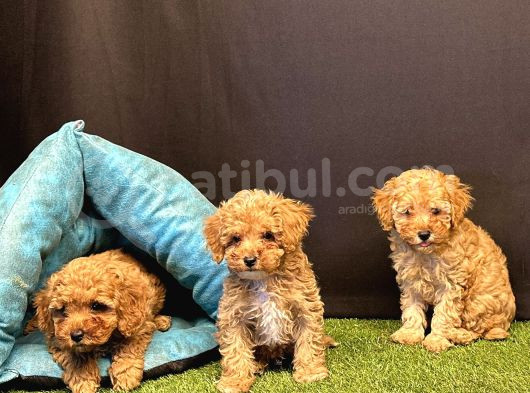 Sevimli Toy Poodle Yavru Köpeklerimiz görsel
