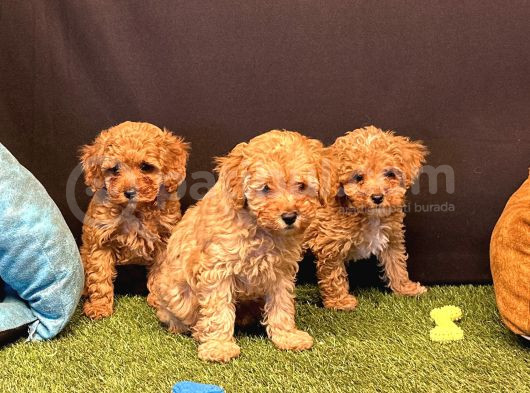 Sevimli Toy Poodle Yavru Köpeklerimiz görsel