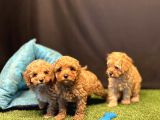 Sevimli Toy Poodle Yavru Köpeklerimiz