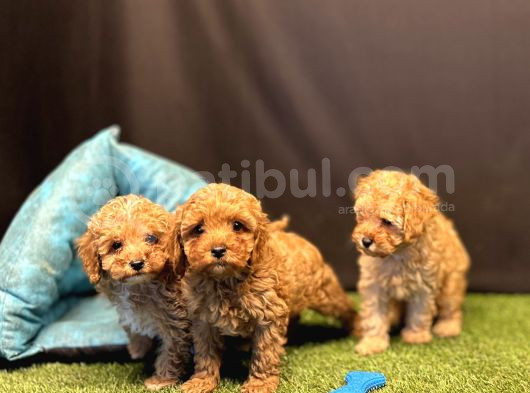 Sevimli Toy Poodle Yavru Köpeklerimiz görsel