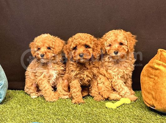Sevimli Toy Poodle Yavru Köpeklerimiz