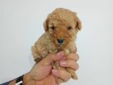 Irk Garanti̇li̇ Toy Poodle Yavrularimiz