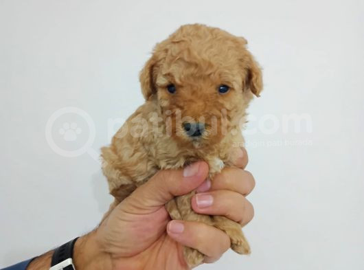 Irk Garanti̇li̇ Toy Poodle Yavrularimiz görsel