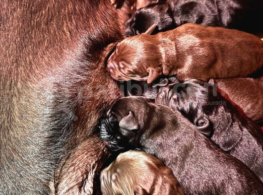 Safkan Labrador Yavrularınız Için Rezervasyonlarımız Başladı görsel