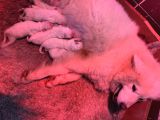 Safkan Samoyed Yavrularımız Için Rezervasyonlarımız Başladı