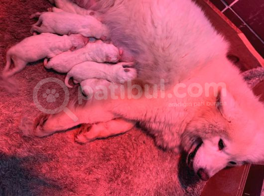 Safkan Samoyed Yavrularımız Için Rezervasyonlarımız Başladı görsel