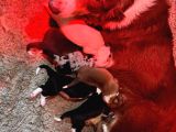 Safkan Border Collie Yyavrularımız Için Rezervasyonlar Başla