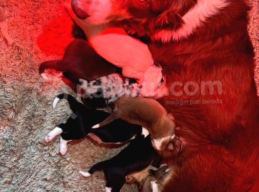 Safkan Border Collie Yyavrularımız Için Rezervasyonlar Başla