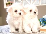 Maltese Terrier Oyun Delisi Sevgi Yumaklarım