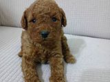 Irk Garanti̇li̇ Toy Poodle Yavrularimiz