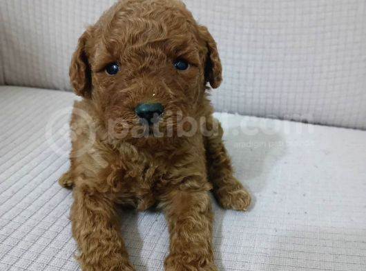 Irk Garanti̇li̇ Toy Poodle Yavrularimiz görsel