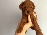 -Redbrown Toypoodle- Eskişehir