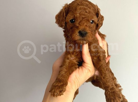 -Redbrown Toypoodle- Eskişehir görsel
