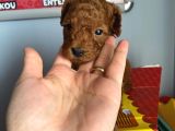 -Redbrown Toypoodle- Eskişehir