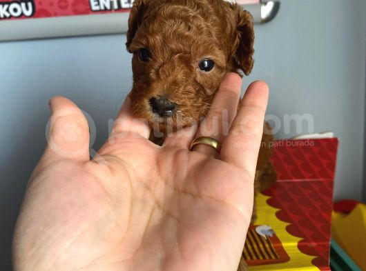 -Redbrown Toypoodle- Eskişehir görsel
