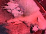 Safkan Samoyed Yavrularımız Için Rezervasyonlarımız Başladı