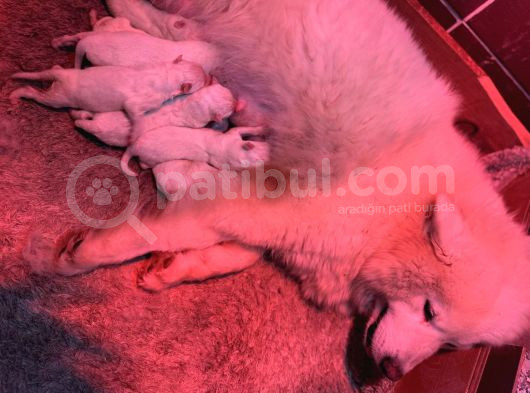 Safkan Samoyed Yavrularımız Için Rezervasyonlarımız Başladı görsel